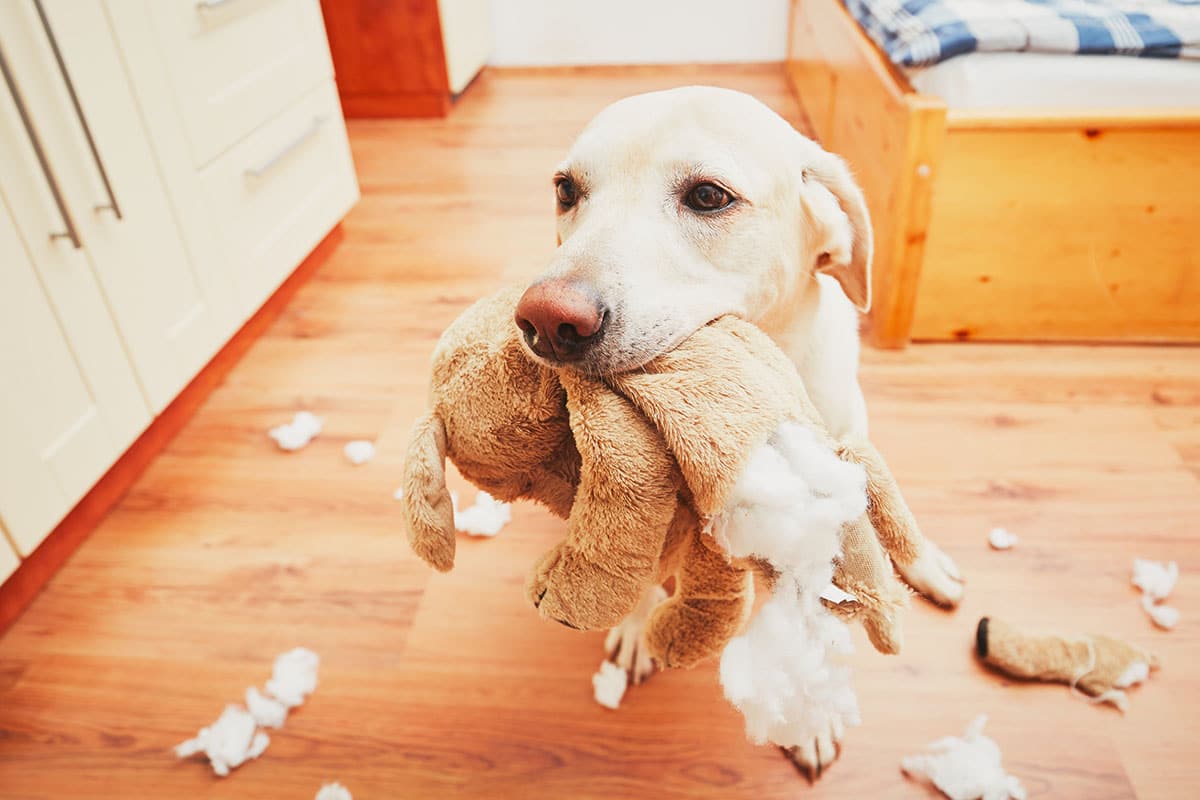 Solid plush for dogs