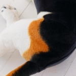 Giant plush beagle for kids, 30-90cm, realistic plush animal, gift, home decoration Plush Animals Dog a75a4f63997cee053ca7f1: 30cm|40cm|50cm|60cm|75cm|90cm