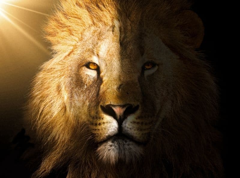 Lion cuddly toy made of muslin and cotton Plush Animals Lion 87aa0330980ddad2f9e66f: 30 cm