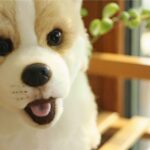 Dog Plush Animals Plush Dog a7796c561c033735a2eb6c: Beige|White|Grey|Brown|Black