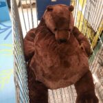 Giant Plush Bear Super Soft Plush Giant Plush Bear Plush Animals a7796c561c033735a2eb6c: Brown